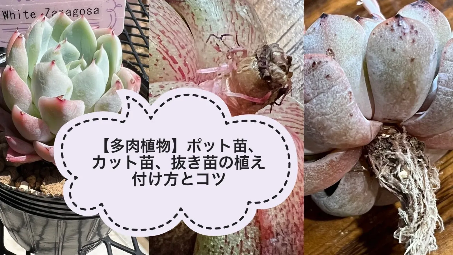 多肉植物 カット苗の育て方【決定版】！成功率が劇的に上がる秘訣を公開